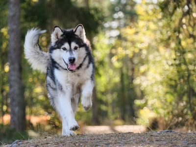 16 interessante Fakten Ã¼ber Hunde