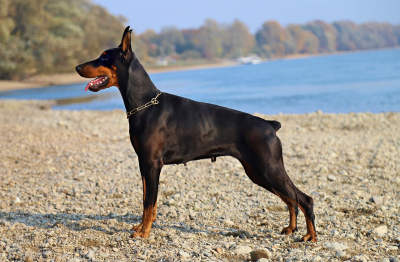 Schutzhunde - Unverzichtbare Begleiter fÃ¼r Sicherheit und Schutz