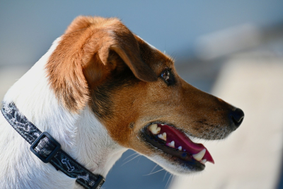 Gesunde HundezÃ¤hne - Ein umfassender Leitfaden zur Zahnpflege bei Hunden