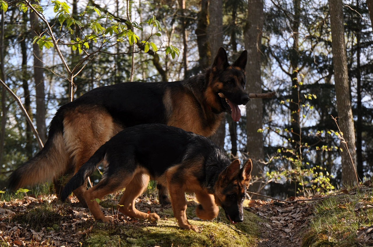 Deutscher Schäferhund