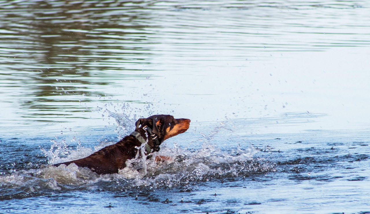 Blaualgen gefährden Hunde beim Baden im Sommer.