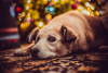 Weihnachten und Hunde – zwischen Emotion und Verantwortung