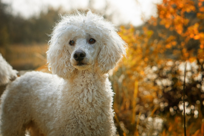 Der ideale Hund fÃ¼r Senioren - Welche Rassen eignen sich am besten?