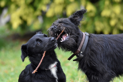 Borreliose bei Hunden - Gefahr durch Zeckenbisse