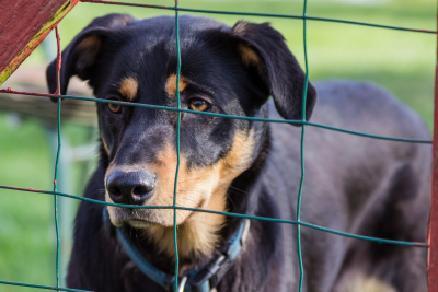 Tierheime - Eine Chance auf ein besseres Leben fÃ¼r obdachlose Tiere