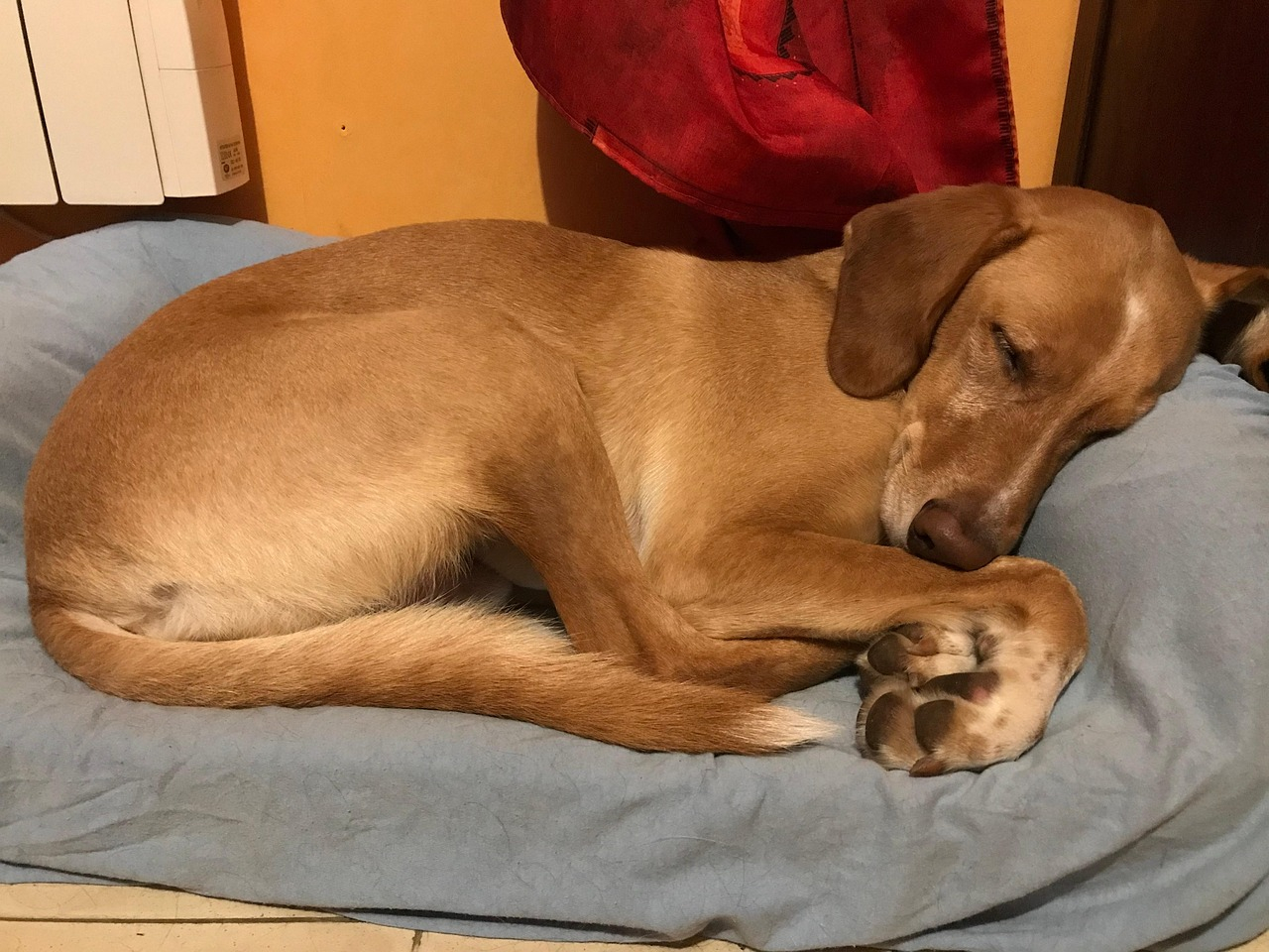 Hunde gewöhnen sich schrittweise an den neuen Winterrhythmus.