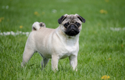 Die Wahl des ersten Hundes - Tipps fÃ¼r angehende Hundehalter