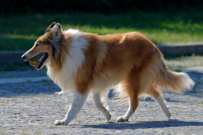 Therapiehunde - Helfer fÃ¼r KÃ¶rper und Seele