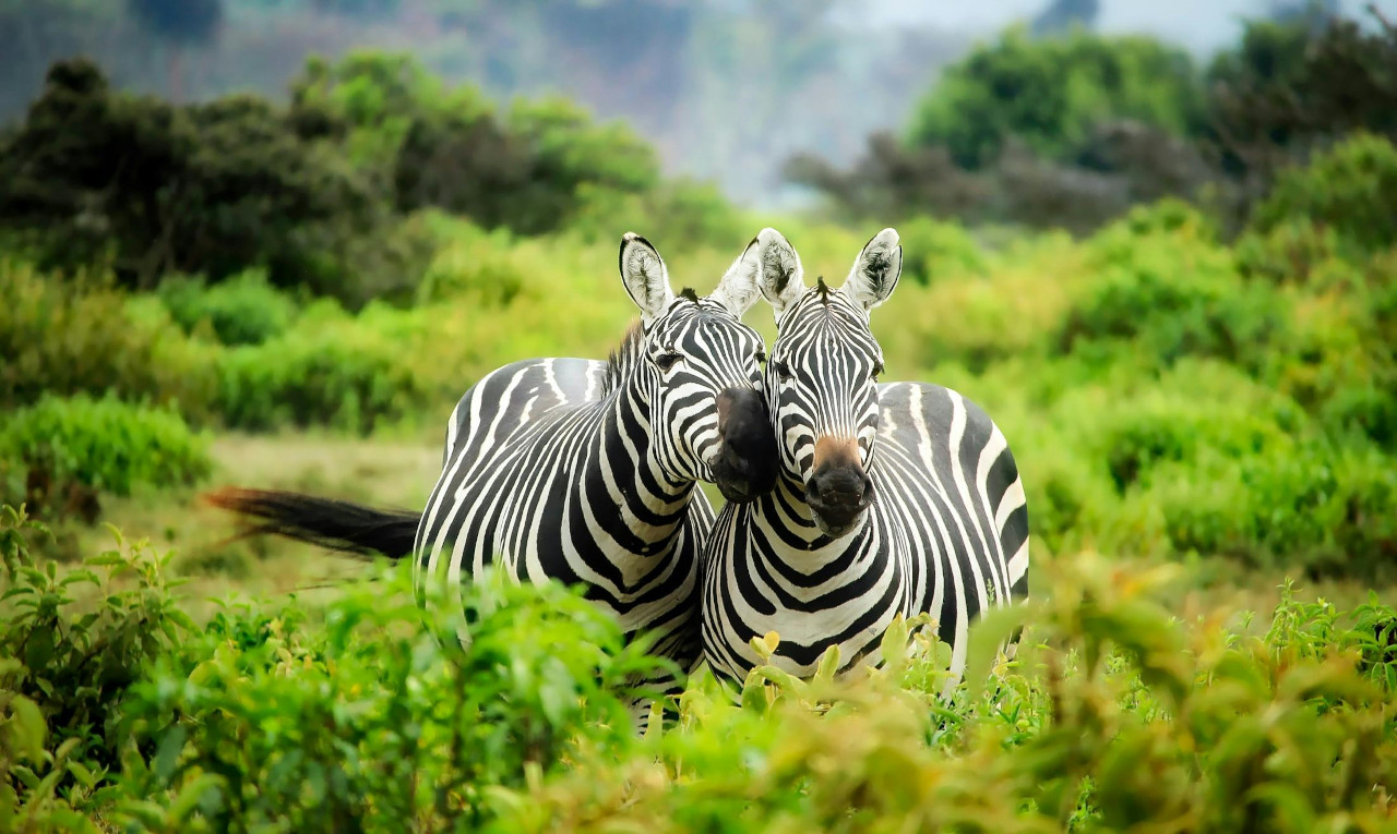 Safari in Tanzania